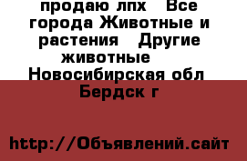 продаю лпх - Все города Животные и растения » Другие животные   . Новосибирская обл.,Бердск г.